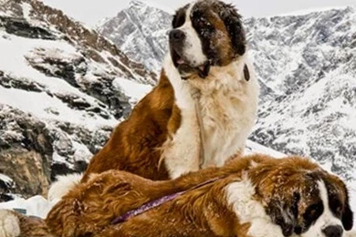 St Bernard HD Pictures Wallpap   Android Apps On Google Play