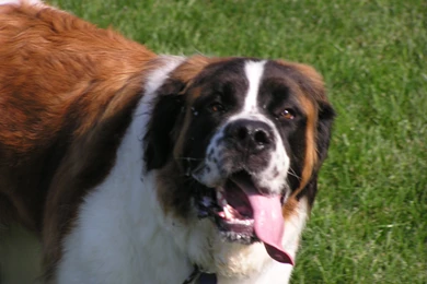 Saint Bernard 140 Backgrounds Wallpapers   DogBreedsWallpapers.com