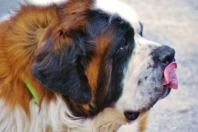 Saint Bernard Wallpapers 1024x768