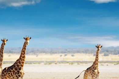 640x1136 African Landscape Iphone 5 Wallpapers