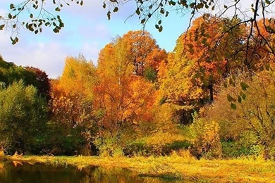 Autumn Forest River Landscape iPhone Wallpapers