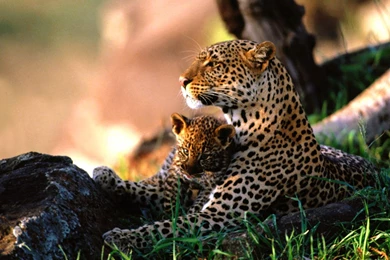 Nature Animals Wildlife Cubs African Leopards Baby
