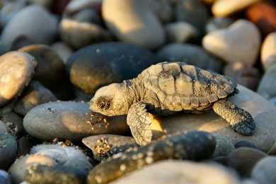 Animal Backgrounds Free Download