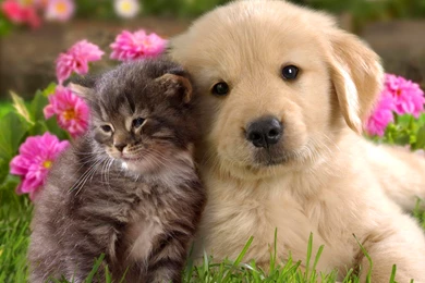 Cute Cat And Dog Friendship Hd Wallpapers Hd Nature Wallpapers ...