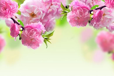 Spring Flowers Backgrounds Desktop   Wallpapers Cave