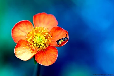 Religious Spring Flowers Wallpapers