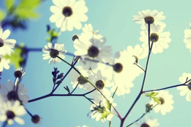 Spring Flowers Wallpapers HD Resolution   Uncalke.com