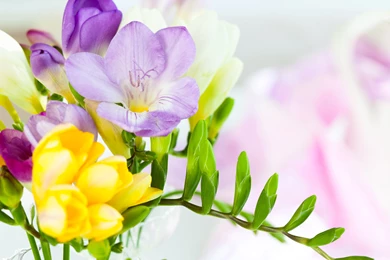 Spring_Flowers_Background 510663260.jpg?m=1456440487
