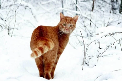 Download Arctic Cat Wallpapers 2010