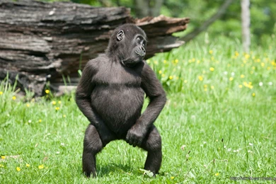 Nature Animal Forest Wallpapers – Windows 10 Wallpapers