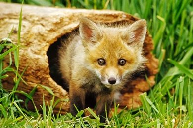 Animals, Fox, Nature, Baby Animals Wallpapers HD / Desktop And ...