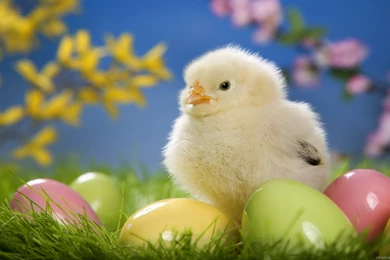 Nature, Animals Wallpapers, Full HD Wallpapers, Widescreen ...