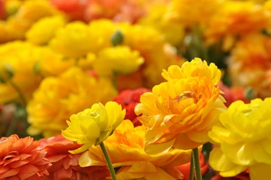 Wallpapers Of The Day: Flower