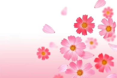 Flowers Wallpapers