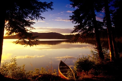 Nature, Animal, Wallpaper, Viewed (