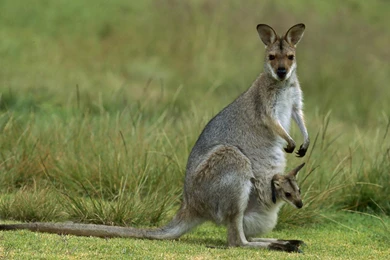 Nature Animals Curious Mammals Kangaroos : Desktop And Mobile ...