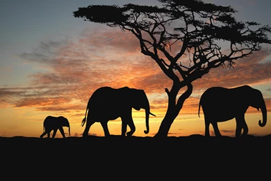 Sunset Africa Elephants Nature Animals Wallpapers Evening Africa ...