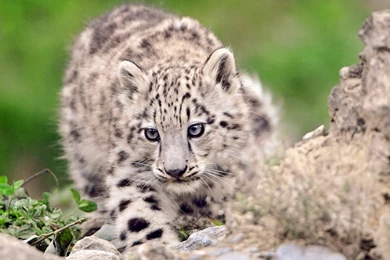 Nature Animals Snow Leopards Baby Animals Wallpapers