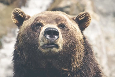 Nature, Animal, Fur, Dangerous, High Quality Animal Photos, Wild ...