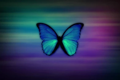 Butterfly Blue Morpho Wallpapers   (