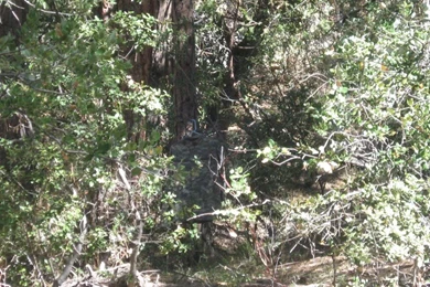 ACU Camo Question   AR15.Com Archive