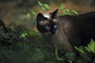 Siamese Kitten Wallpapers   Wallpapers Cave