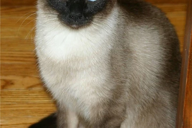 Siamese Cat Wallpapers   About Animals