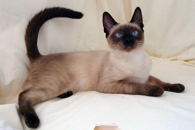 Lovely Siamese Cat 1152x864 Wallpapers,Siamese Cat 1152x864 ...
