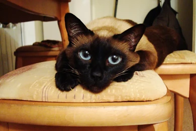 Download Desktop Wallpapers Siamese Cat