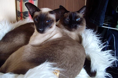 Siamese Cats   Siamese Cats Wallpapers (32742363)   Fanpop