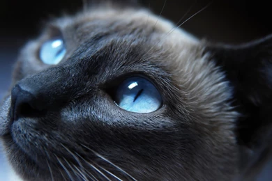 Cat, Siamese Cats, Animals, Blue Eyes Wallpapers HD / Desktop And ...