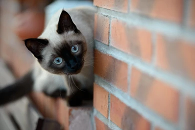 Wall Brick Cat Siamese