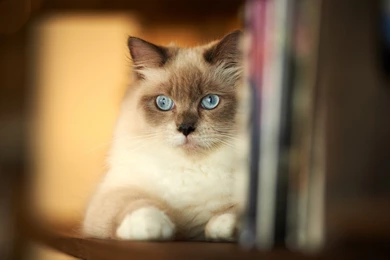 Siamese Cat Iphone Wallpapers   About Animals