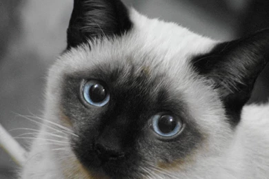Siamese Cat Pictures   Widescreen HD Wallpapers