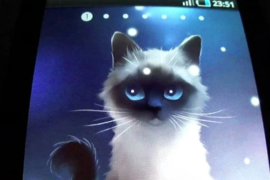 Siamese Cat Live Wallpapers   YouTube