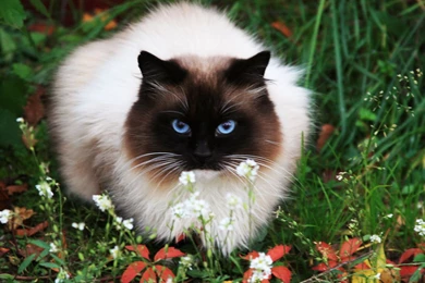 Siamese Cat HD Photography Wallpapers 10 － Animal Wallpapers ...