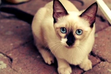 Amazing Cats Breed Siamese Cat Pet Images
