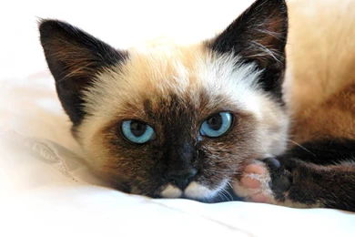 Siamese Cat Tired Wallpapers And Images   Wallpapers, Pictures, Photos