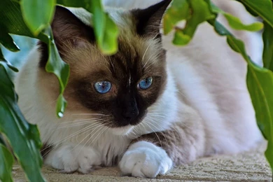 Siamese Cat HD Photography Wallpapers 11   Animal Wallpapers   Free ...