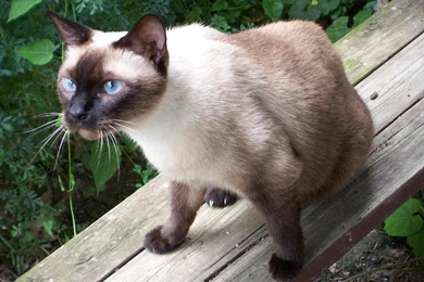 Blue point siamese catsiamese cats blue point funny cat wallpapers ...