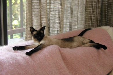 Lovely Siamese Cat 1440x900 Wallpapers,Siamese Cat 1440x900 ...