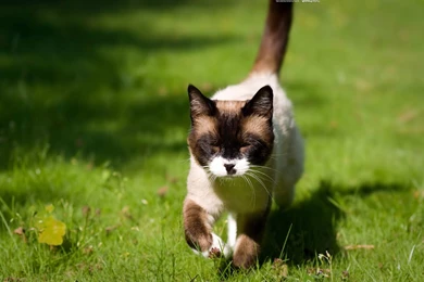 Siamese Cat HD Photography Wallpapers 6 － Animal Wallpapers   Free ...