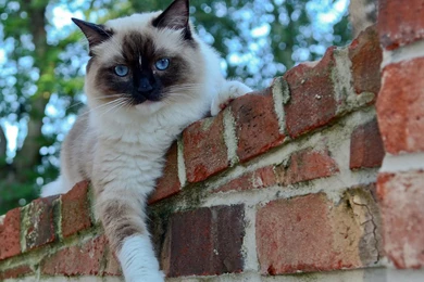 Siamese Cat HD Photography Wallpapers 8 － Animal Wallpapers   Free ...