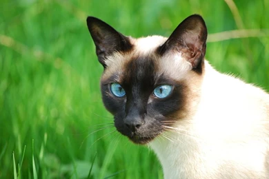 Siamese Cat Hd Siamese Cat Wallpapers Funny Trends Funny Trends ...