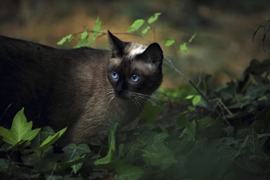 Cat Siamese Grass Blue eyed Shadow