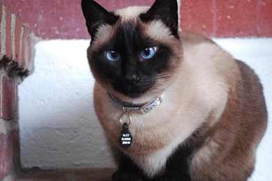 Beautiful Blue eyed Siamese Cat Wallpapers And Images   Wallpapers ...
