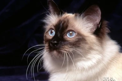 Black Siamese Mix Cats Wallpapers Kitty Cats In My Life Snowshoe ...