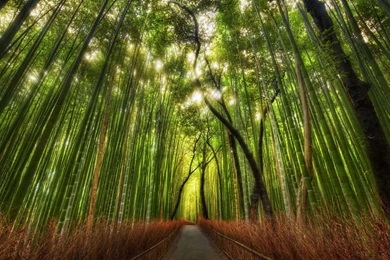 Amazing, Scenic, Forest, Photos, 1920x1080 HD Wallpapers And FREE ...