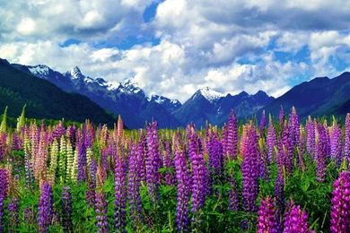 When You See These 30 Photos Of New Zealand You'll Wonder Why ...