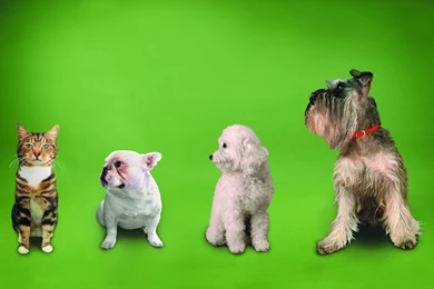 High Resolution Wallpaper: Funny Cats & Dogs Wallpapers